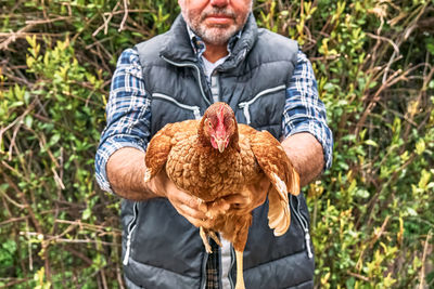 Man holding hen in his hands in the farm. free-grazing domestic hen on a traditional organic farm.