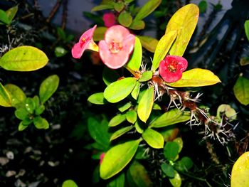 Close-up of pink flower
