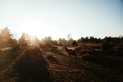 View of an animal on field against sky