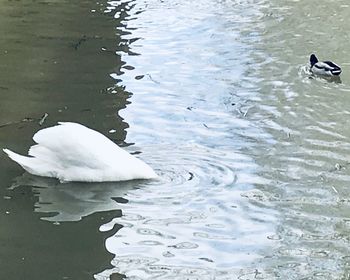 Swan swimming in lake