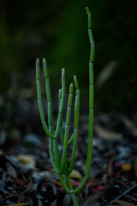 Close-up of fresh green plant on field