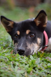 Close-up portrait of a dog