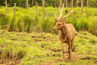 Deer standing in a forest