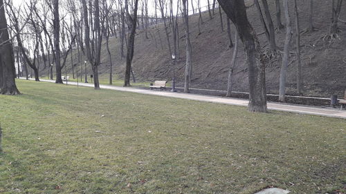 View of trees on field