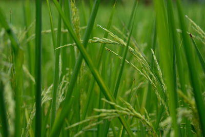 Close-up of crops growing on field