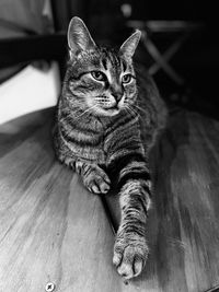 Close-up of a cat sitting on wooden floor