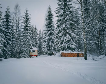 Snow covered land and trees on field during winter