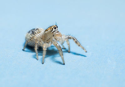 Close-up of spider