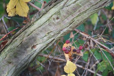 Close-up of tree trunk