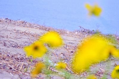 Close-up of yellow flowers against sky