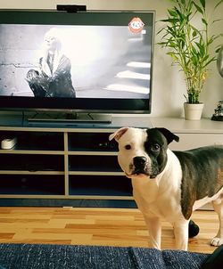 Portrait of dog at home