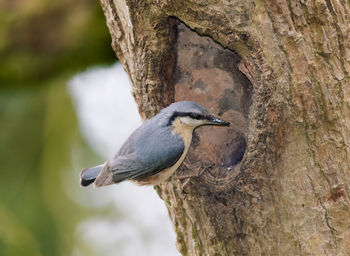 Close-up of bird perching on tree trunk