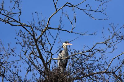 Low angle view of gray heron perching on bare tree against blue sky