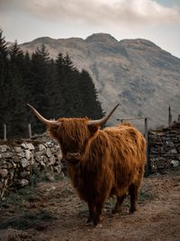 Portrait of highland cattle standing on mountain