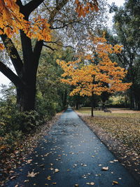 Autumn leaves on road by tree at park