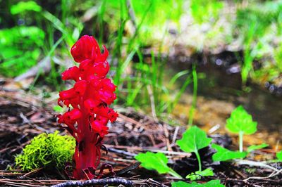 Close-up of red flowers against blurred background