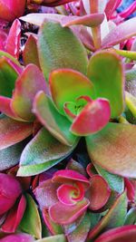 Close-up of pink flower