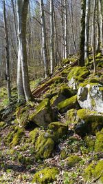 Trees in forest