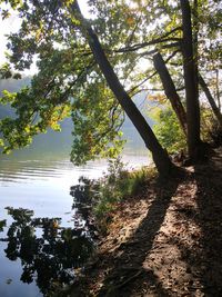 Trees by lake in forest against sky