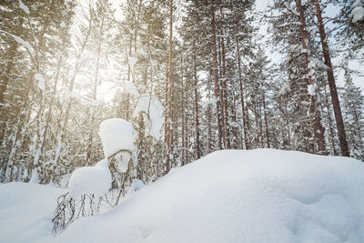 Snow covered land and trees in forest