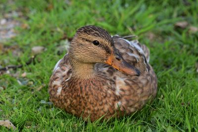 Close-up of a duck on field