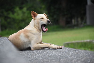 Close-up of dog yawning on grass