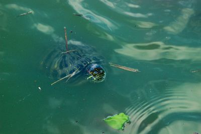 High angle view of turtle swimming in lake