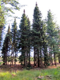 Pine trees in forest