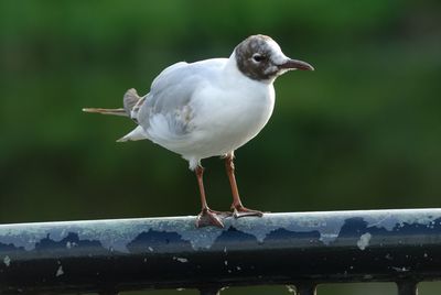 Seagull perching on retaining wall