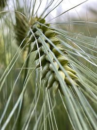 Close-up of stalks in wheat field