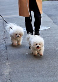 White bichon frize dogs walk on a leash.