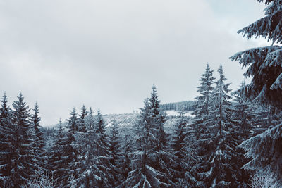 Trees in forest against sky during winter