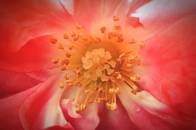 Macro shot of pink flower