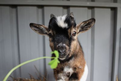 Cute goat looking at a clover