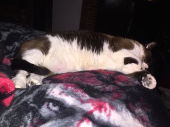 Close-up of dog sleeping