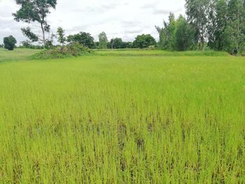 Scenic view of farm against sky