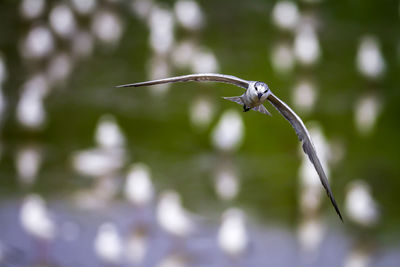 Close-up of grasshopper on leaf