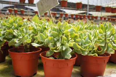 Close-up of potted plants