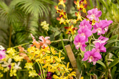Close-up of pink and yellow orchids blooming in botanical garden
