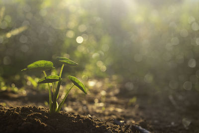 Close-up of plant growing on field