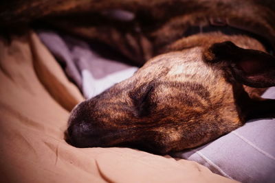 Close-up of dog sleeping on bed at home