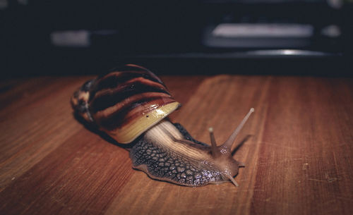 Close-up of snail on wooden floor