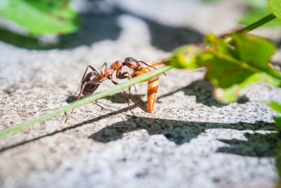 Close-up of insect on rock