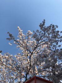 Low angle view of blooming tree against clear sky