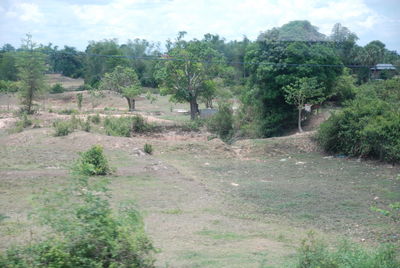 Scenic view of trees on field against sky