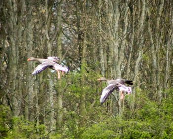 Birds flying in forest