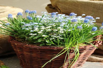 Close-up of flowers in basket