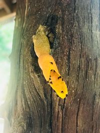 Close-up of yellow insect on tree trunk