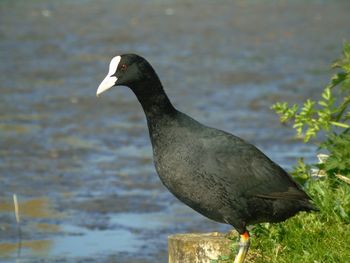 Close-up of bird perching on a lake