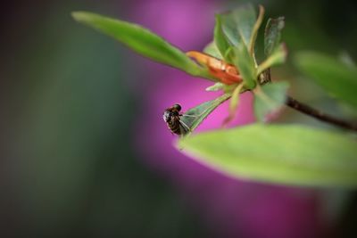 Close-up of insect on flower